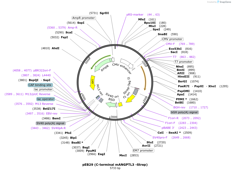 257785-plasmid-map-sequence-id-515292