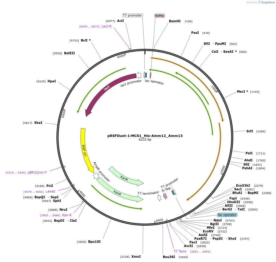 257776-plasmid-map-sequence-id-515301
