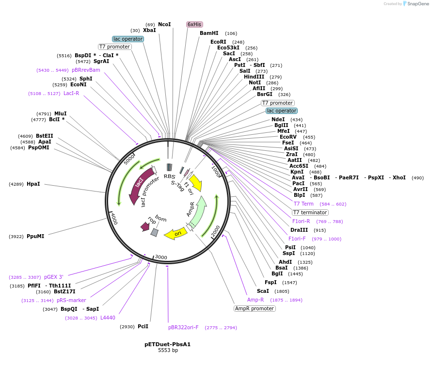 257778-plasmid-map-sequence-id-515303
