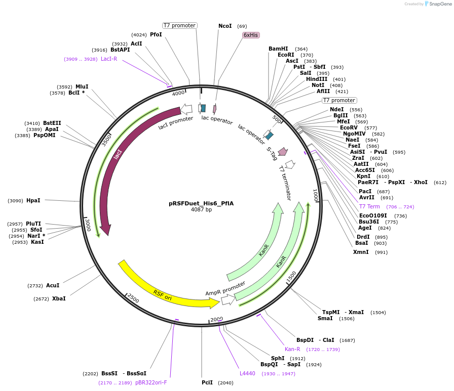 257726-plasmid-map-sequence-id-515305