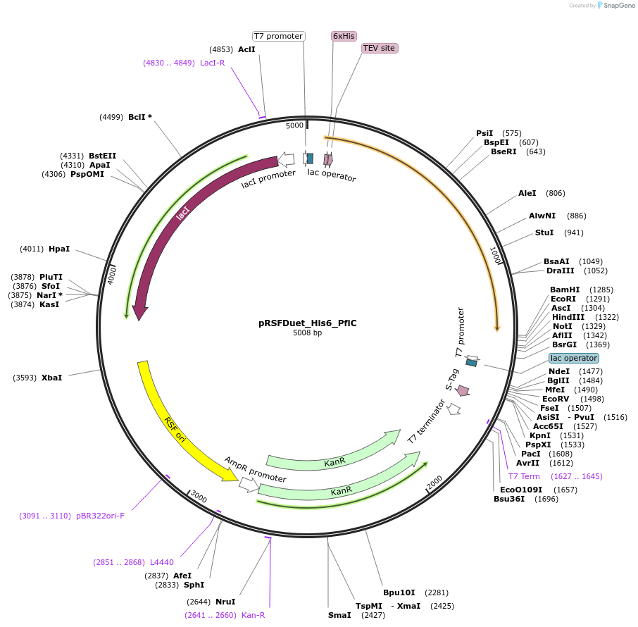 257727-plasmid-map-sequence-id-515306