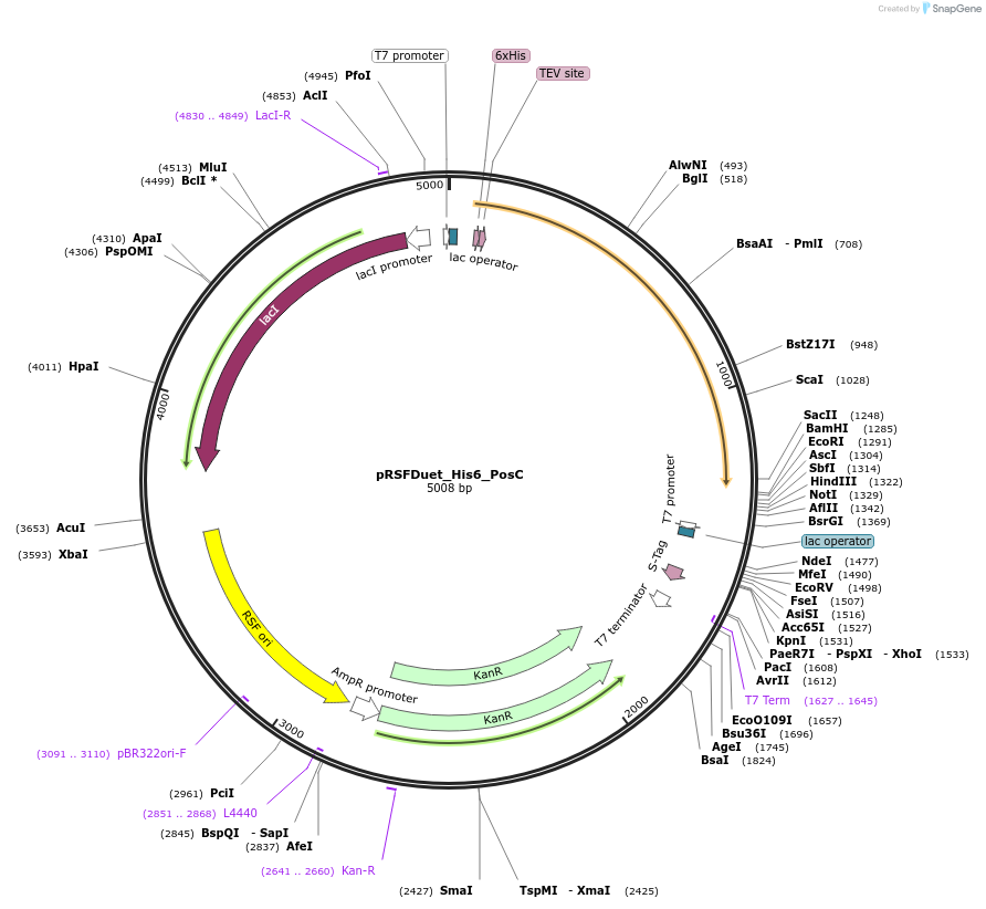 257728-plasmid-map-sequence-id-515307
