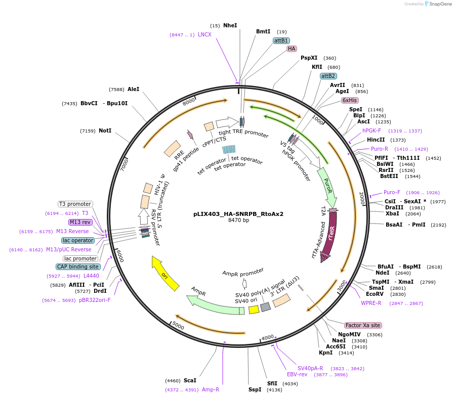 258257-plasmid-map-sequence-id-515314