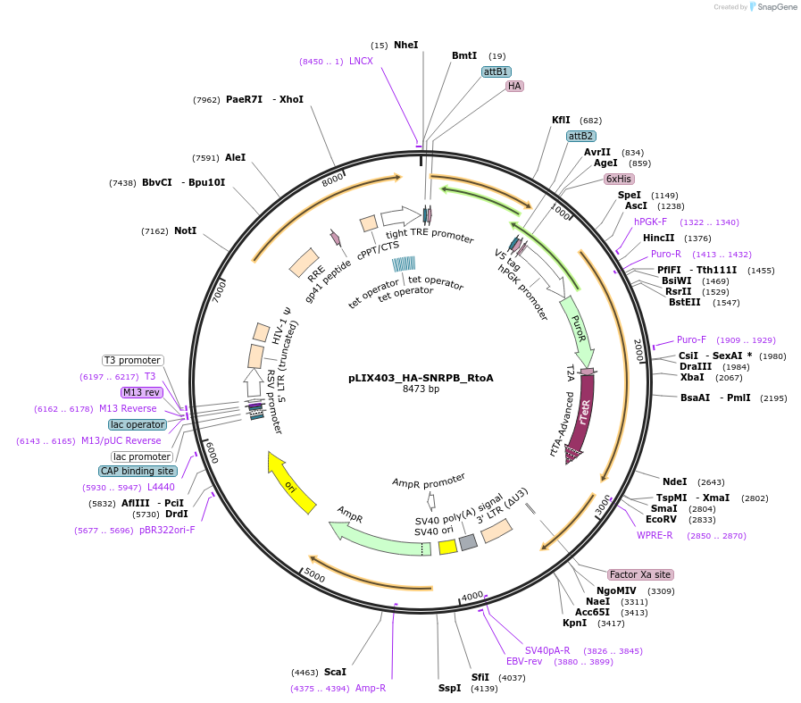 258256-plasmid-map-sequence-id-515316