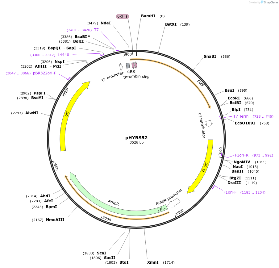 31122-plasmid-map-sequence-id-51565