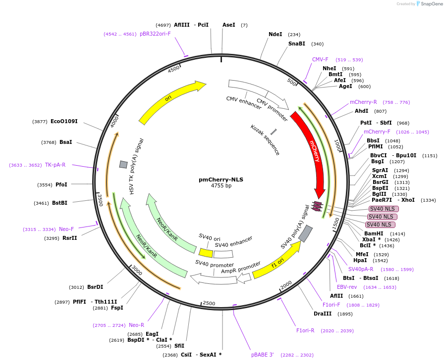 39319-plasmid-map-sequence-id-51566