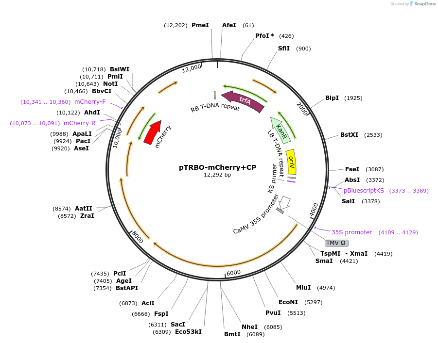 258522-plasmid-map-sequence-id-515693
