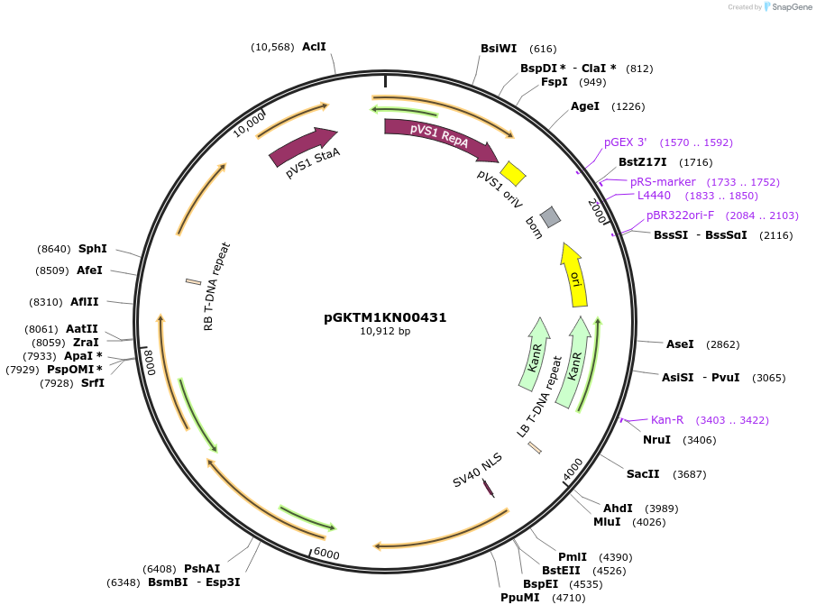258606-plasmid-map-sequence-id-515706