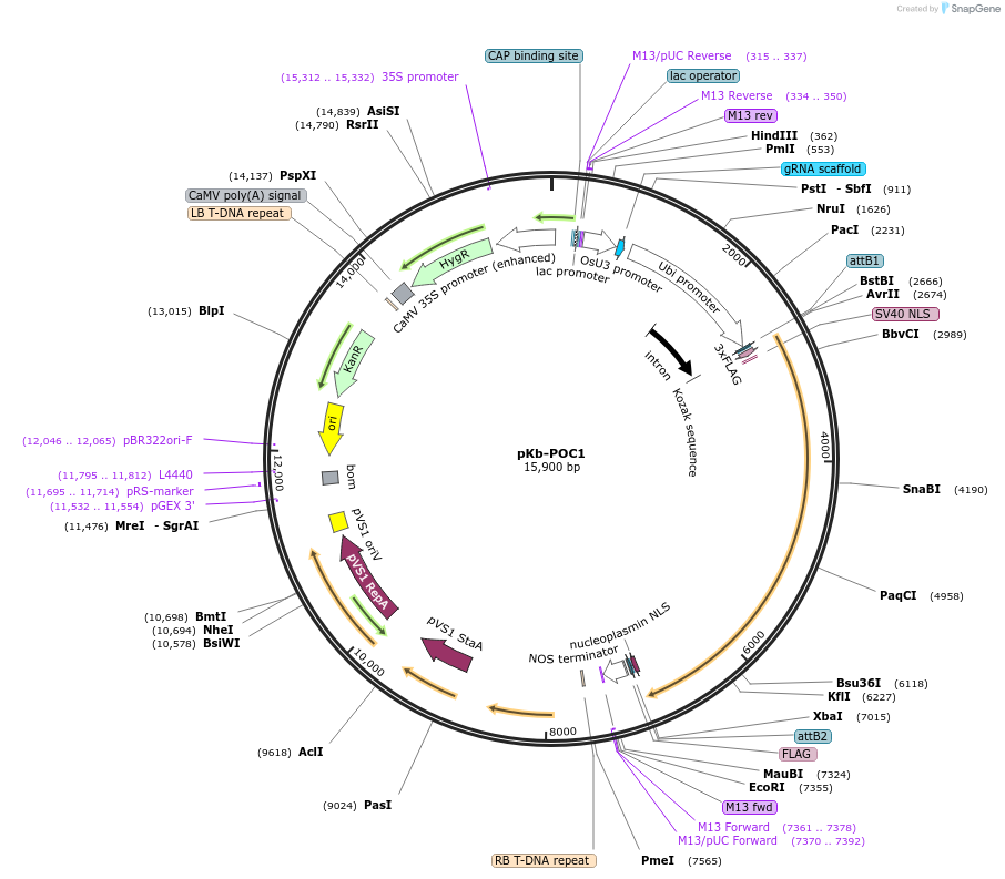 255129-plasmid-map-sequence-id-515710
