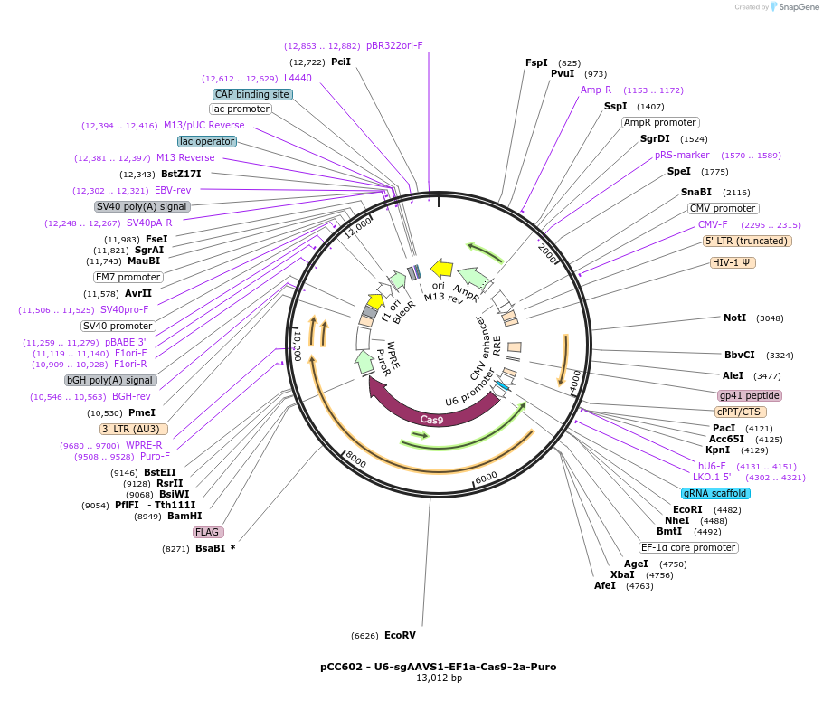 258563-plasmid-map-sequence-id-515716