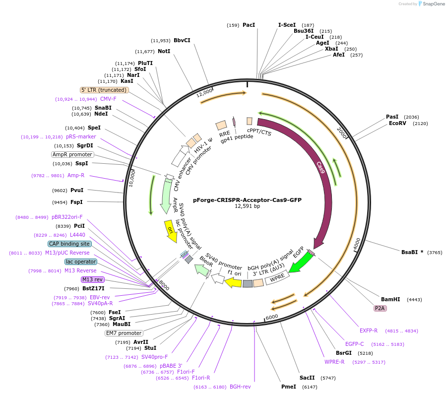 258802-plasmid-map-sequence-id-515723