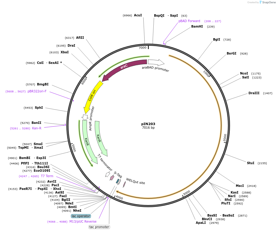 255794-plasmid-map-sequence-id-515733