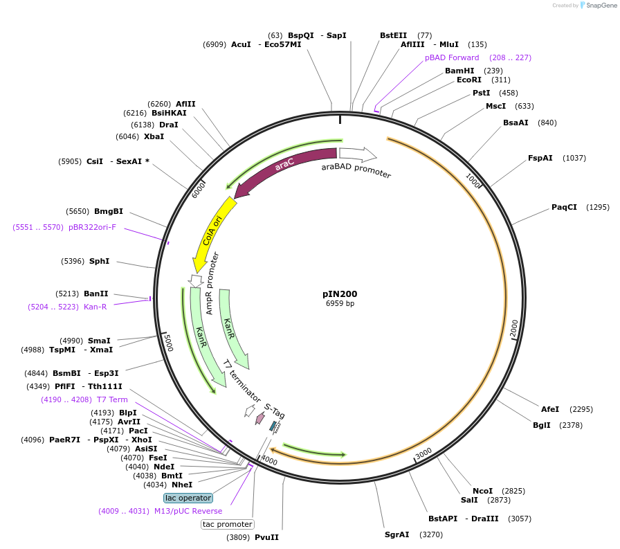 255791-plasmid-map-sequence-id-515736