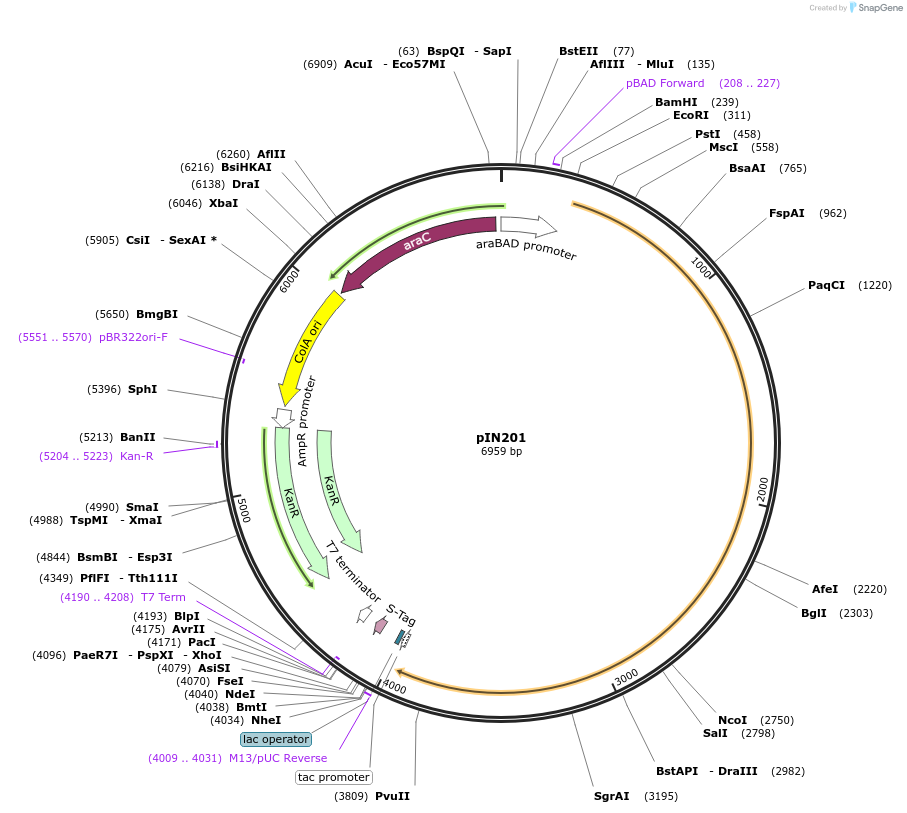 255792-plasmid-map-sequence-id-515737