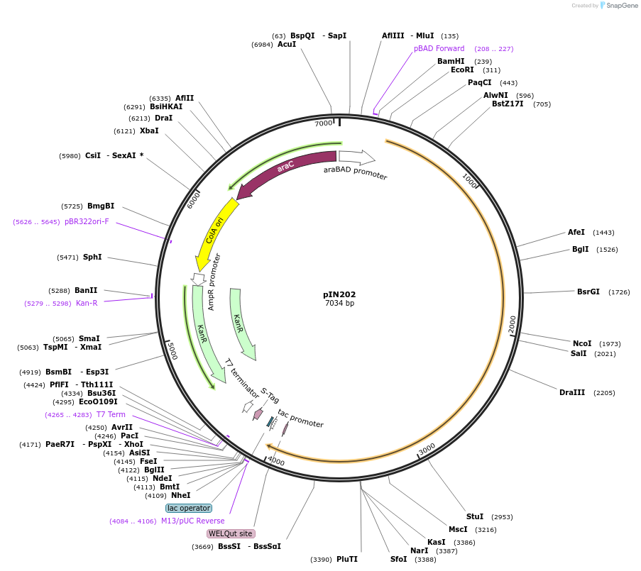 255793-plasmid-map-sequence-id-515744