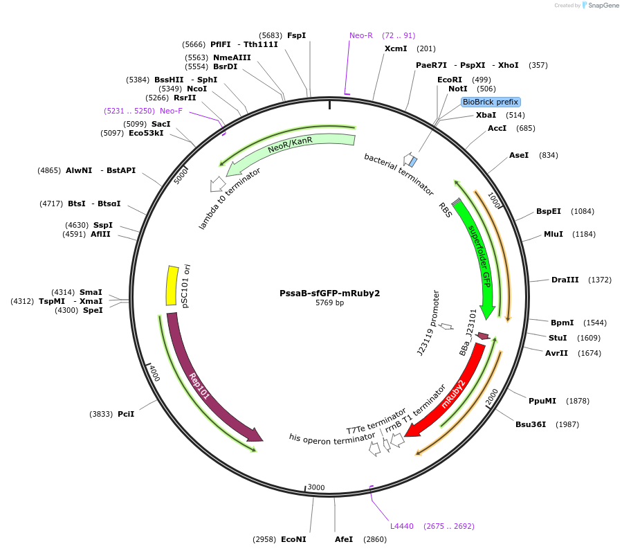 257838-plasmid-map-sequence-id-515746