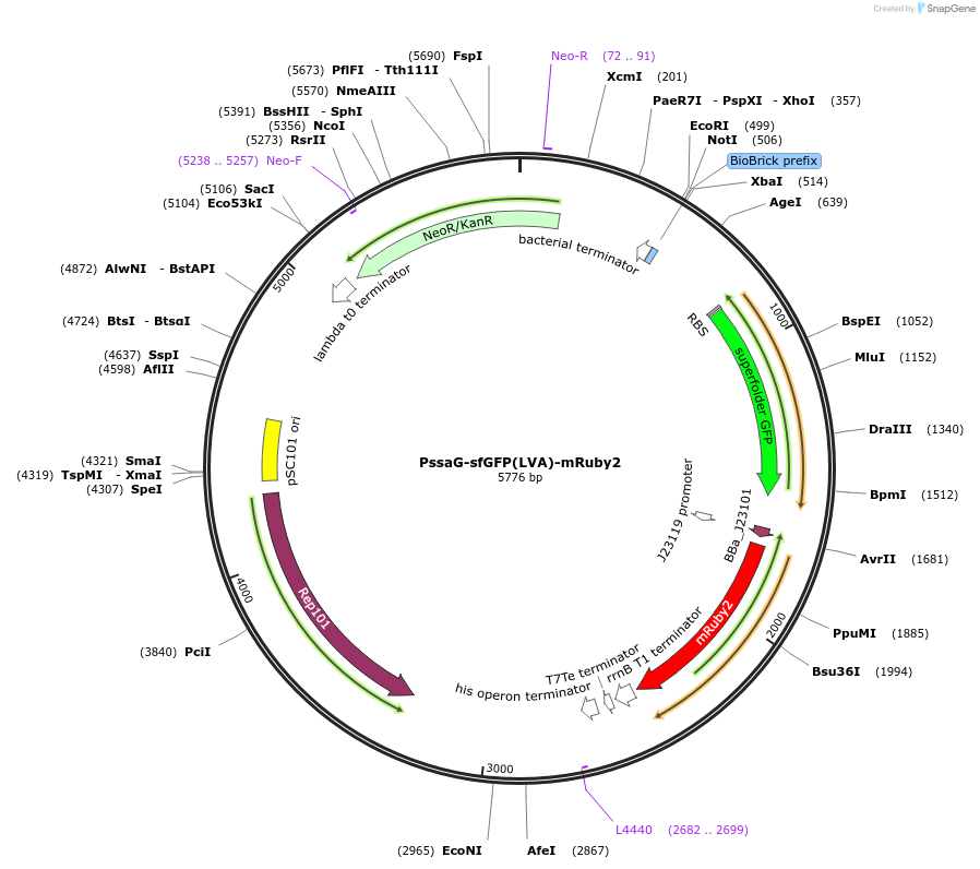 257837-plasmid-map-sequence-id-515748