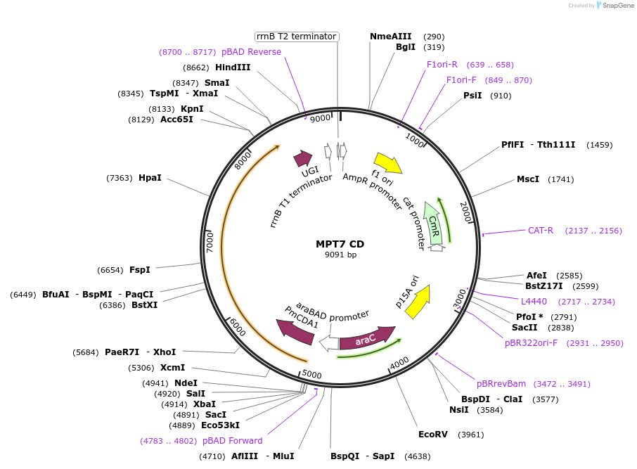 255265-plasmid-map-sequence-id-515766