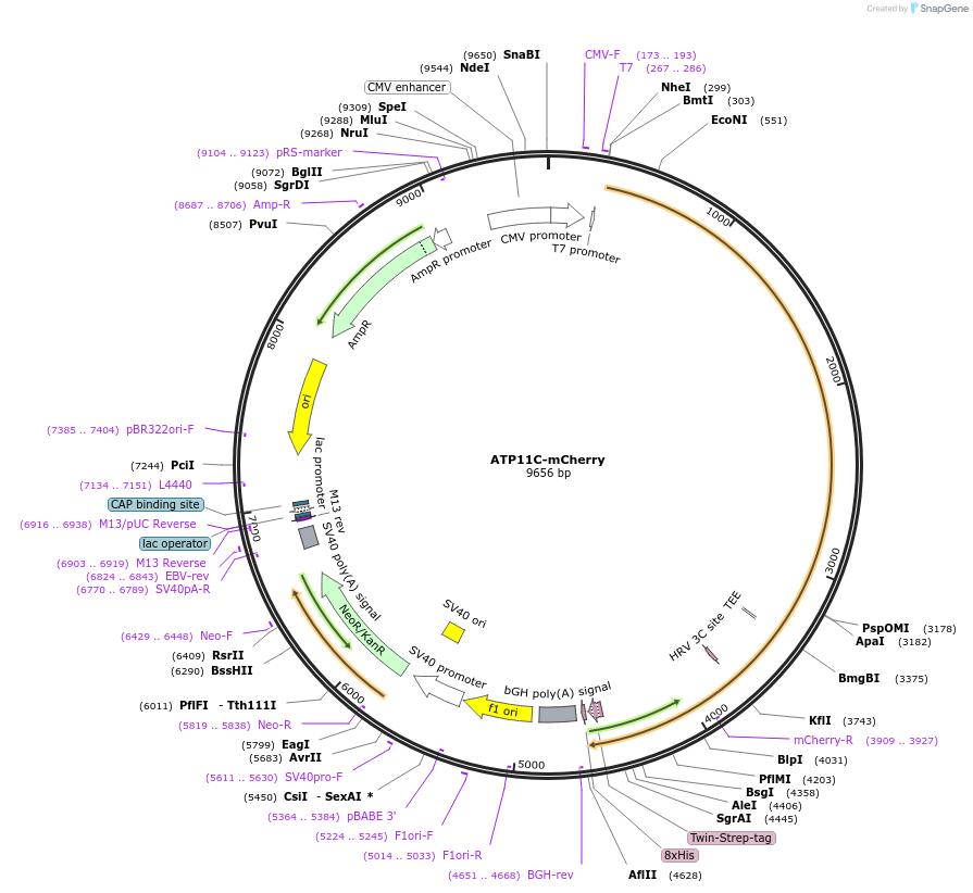 255861-plasmid-map-sequence-id-515783