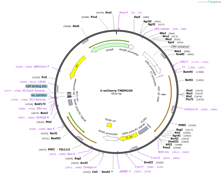 255857-plasmid-map-sequence-id-515785