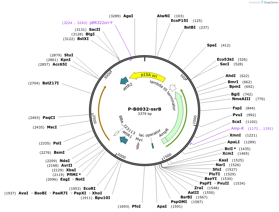 257842-plasmid-map-sequence-id-515803