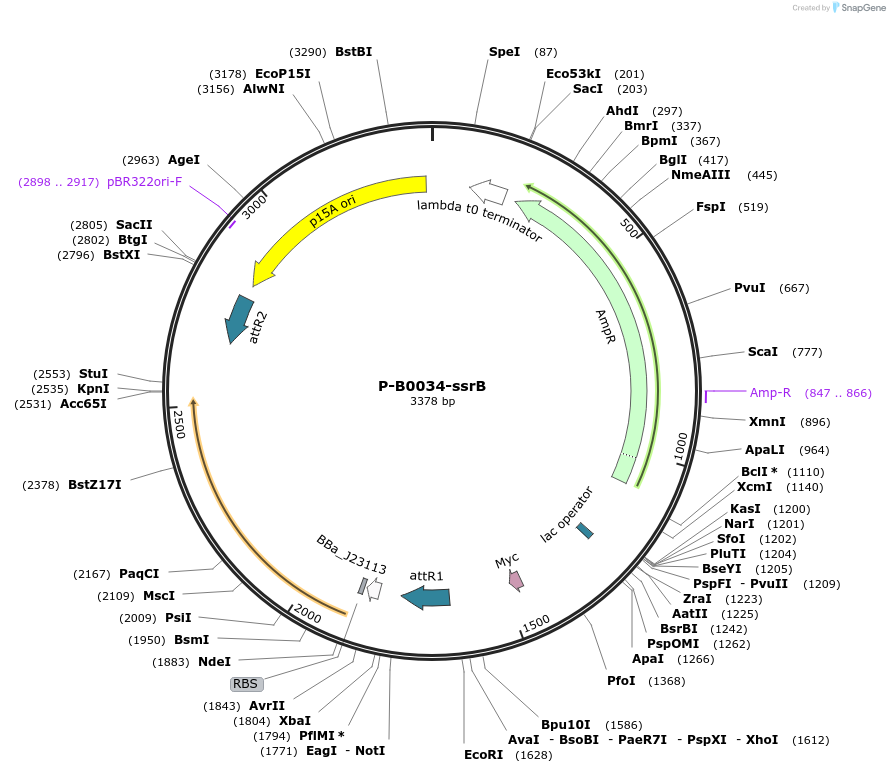 257843-plasmid-map-sequence-id-515804