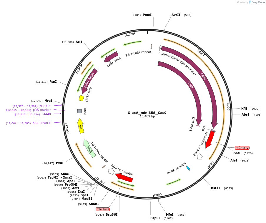 257235-plasmid-map-sequence-id-515869