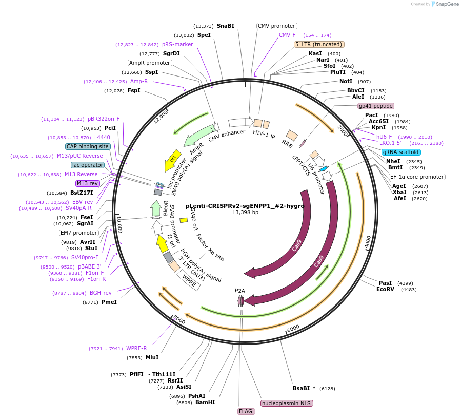 258010-plasmid-map-sequence-id-515883