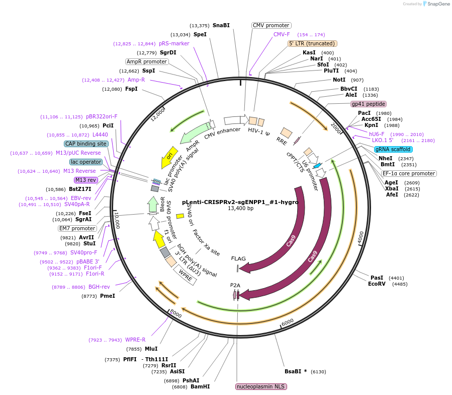258011-plasmid-map-sequence-id-515884