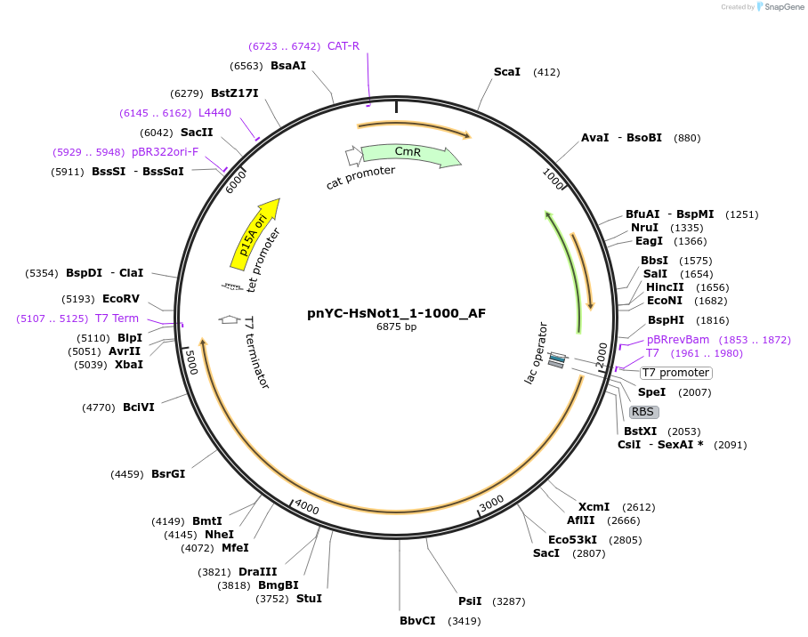 148739-plasmid-map-sequence-id-515907