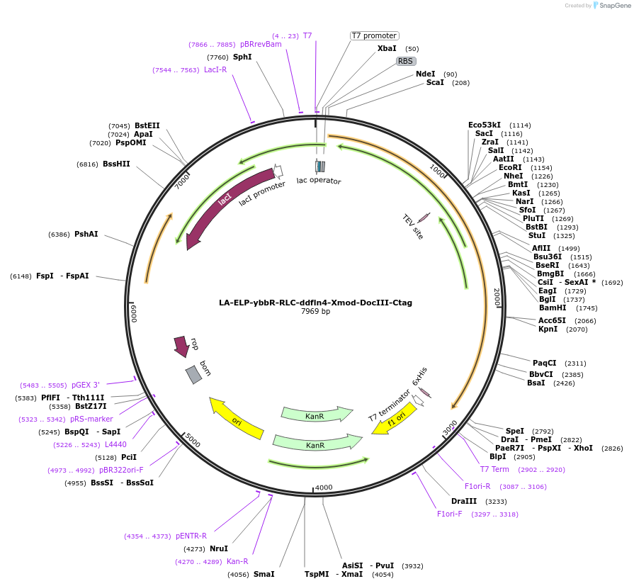 257335-plasmid-map-sequence-id-515911