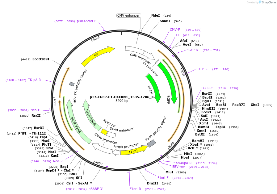 146791-plasmid-map-sequence-id-515913