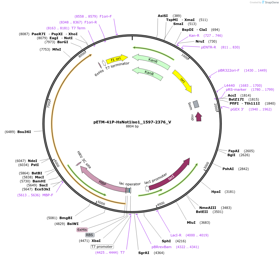 147746-plasmid-map-sequence-id-515915