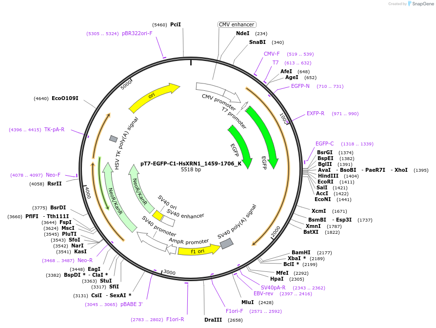 146790-plasmid-map-sequence-id-515917