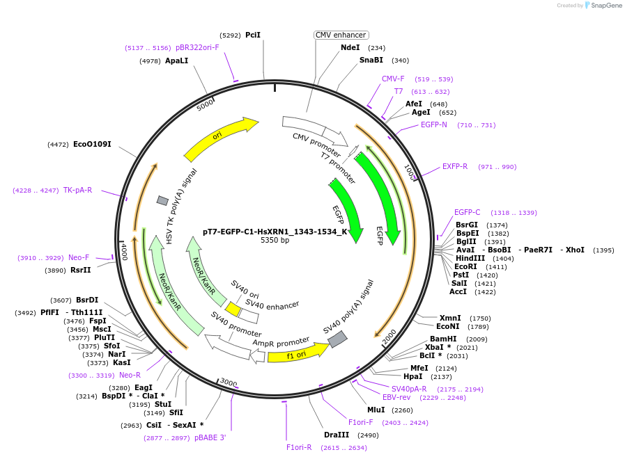 146789-plasmid-map-sequence-id-515919