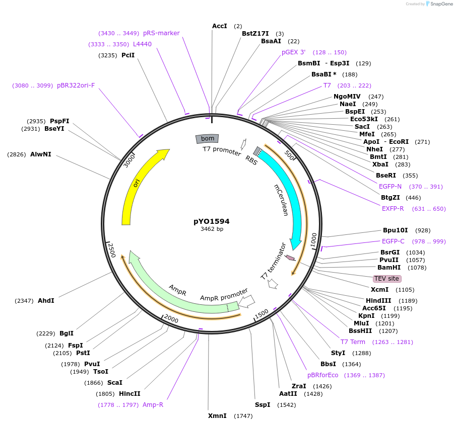 252679-plasmid-map-sequence-id-515933