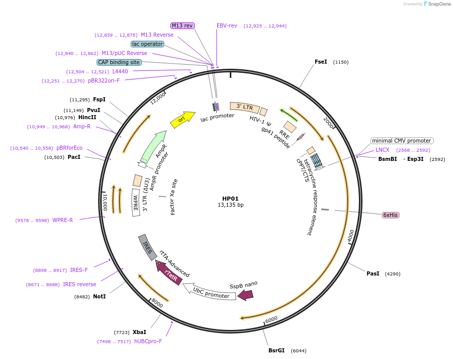 248863-plasmid-map-sequence-id-516039