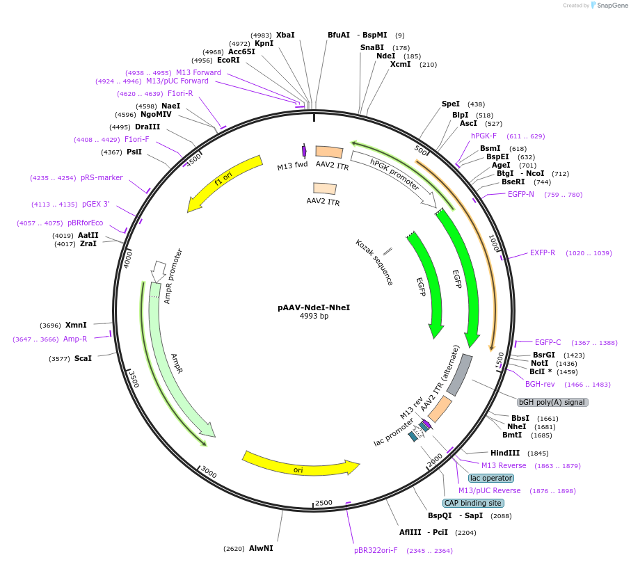 258368-plasmid-map-sequence-id-516040