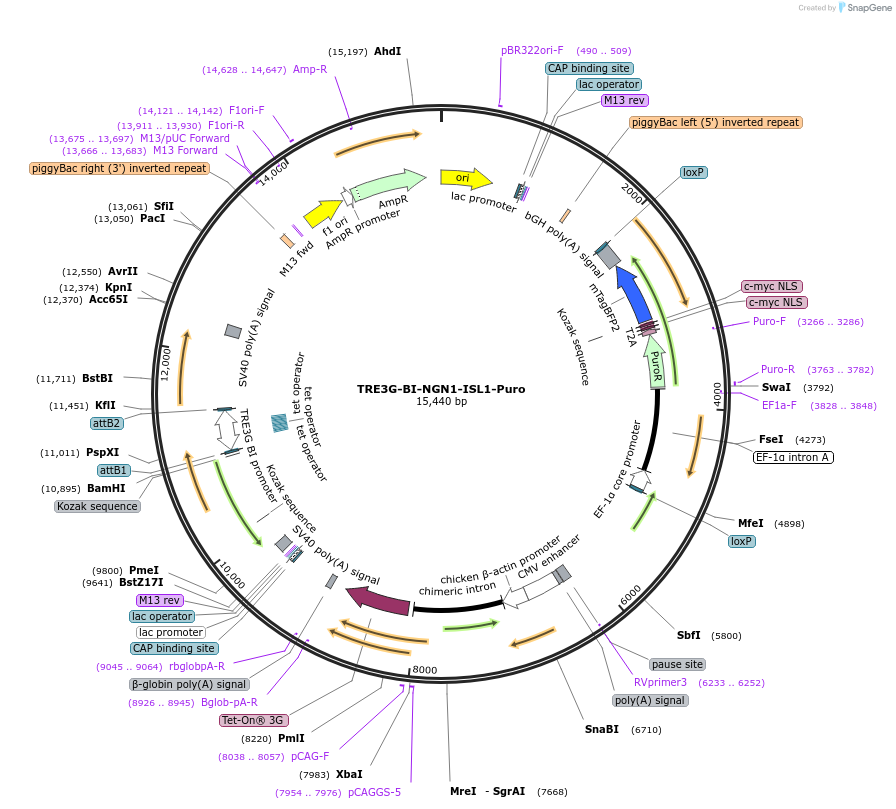 255892-plasmid-map-sequence-id-516042