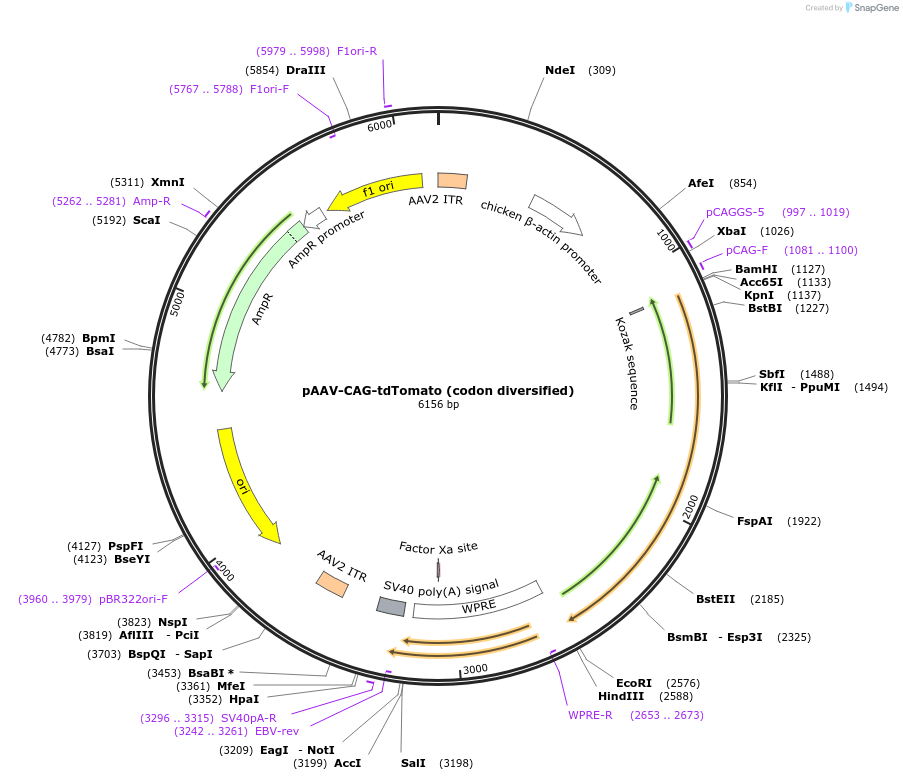 59462-plasmid-map-sequence-id-516121