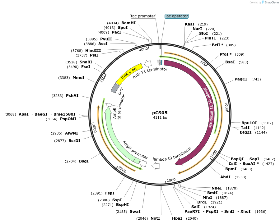 251507-plasmid-map-sequence-id-516240