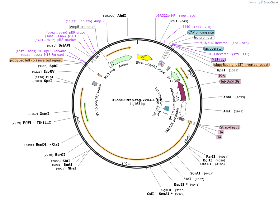 259656-plasmid-map-sequence-id-516274