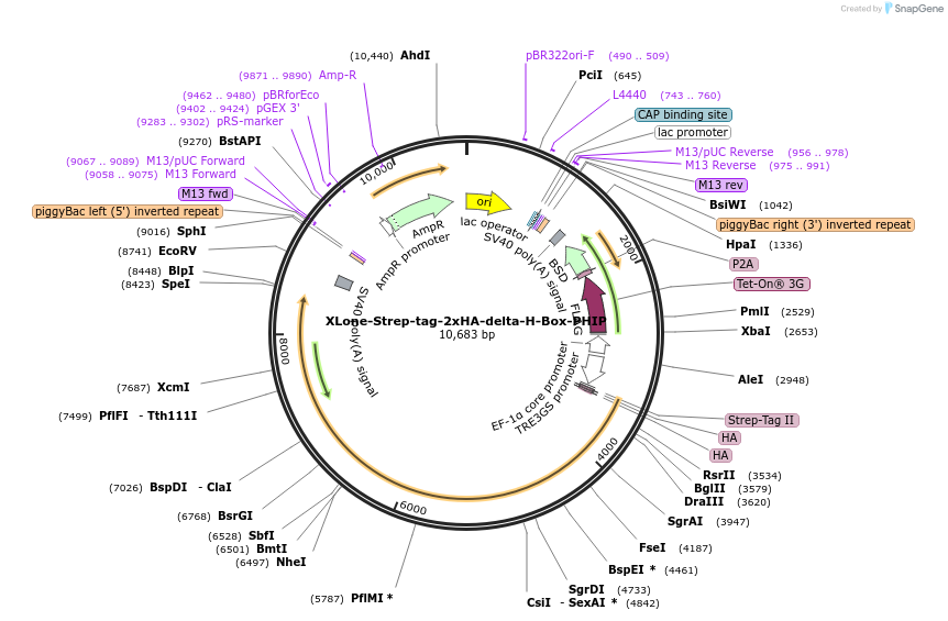 259657-plasmid-map-sequence-id-516275