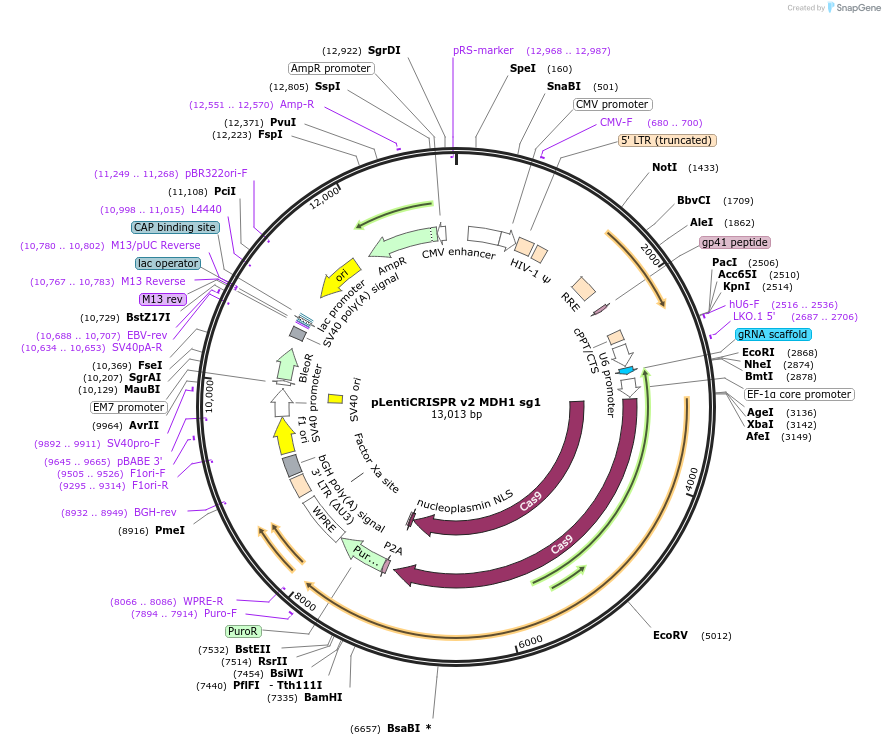 258090-plasmid-map-sequence-id-516321