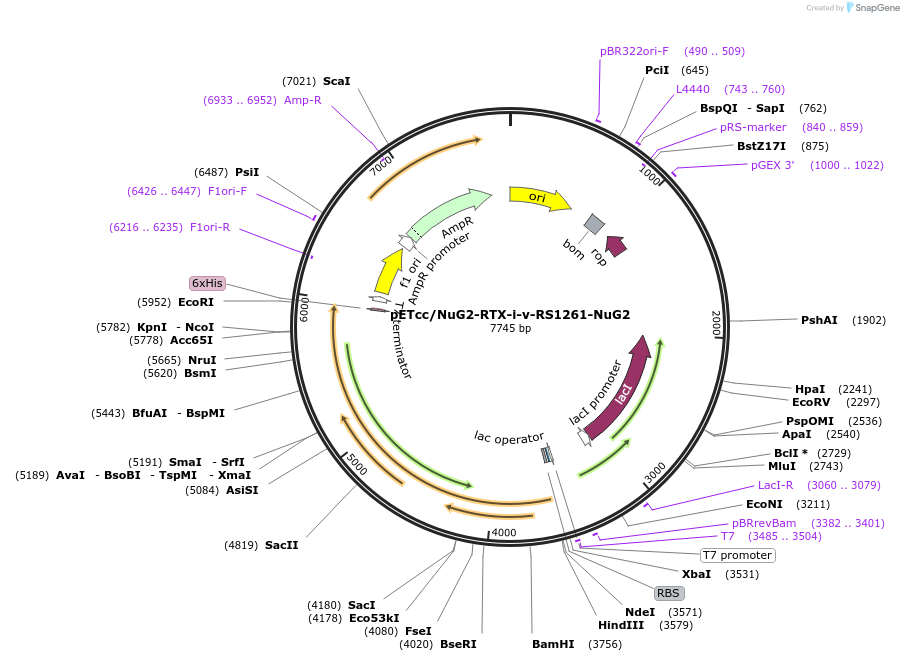 259688-plasmid-map-sequence-id-516324