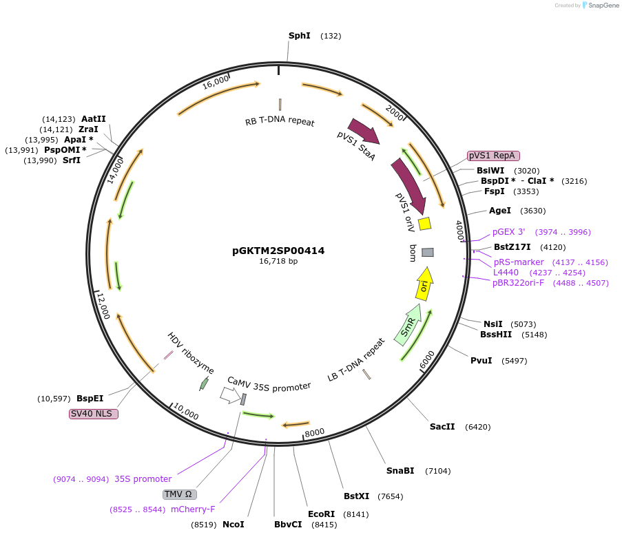 258605-plasmid-map-sequence-id-516340