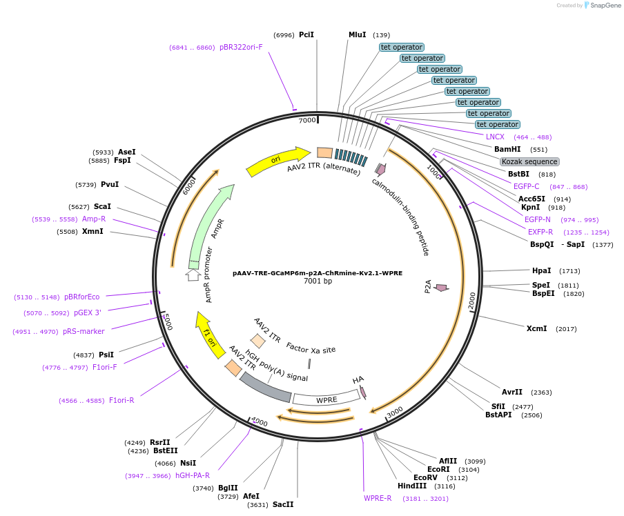258884-plasmid-map-sequence-id-516341