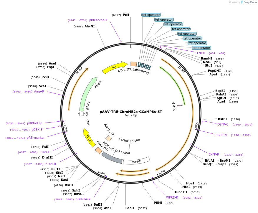 258864-plasmid-map-sequence-id-516349