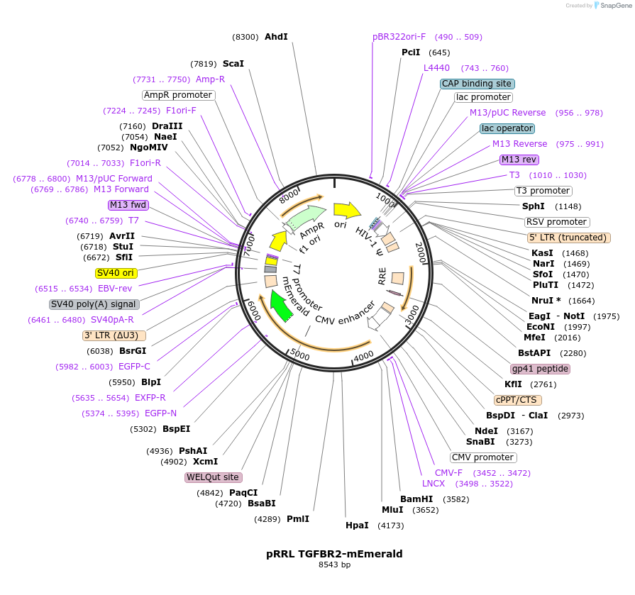 258443-plasmid-map-sequence-id-516585