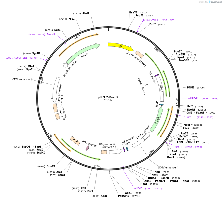 258444-plasmid-map-sequence-id-516610